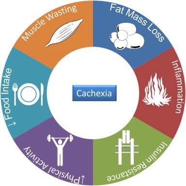 Metabolic Reprogramming in Adipose Tissue During Cancer Cachexia